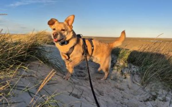 Sintra freut sich auf dich!