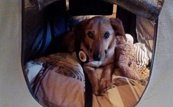 Zartes Gretchen sucht Schutzzone