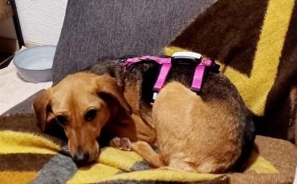 Zartes Gretchen sucht Schutzzone