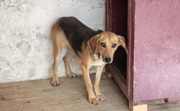 Zartes Gretchen sucht Schutzzone