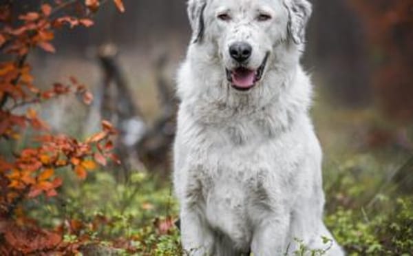 Leopold steckt voller Leben