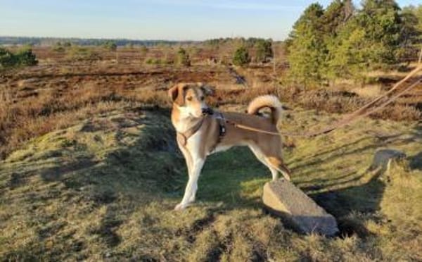 Polly sucht ihren sicheren Hafen