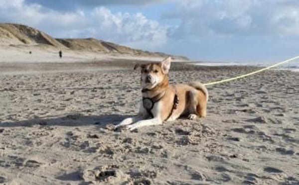 Polly sucht ihren sicheren Hafen
