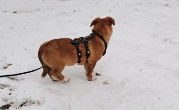 Herr Schröder wartet auf Dich