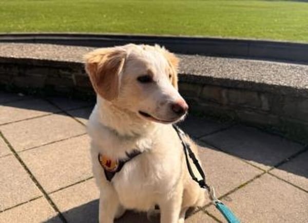 Mallow sucht seine Familie