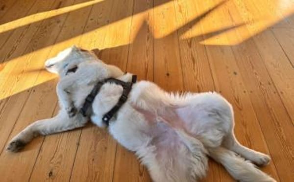 Mallow sucht seine Familie