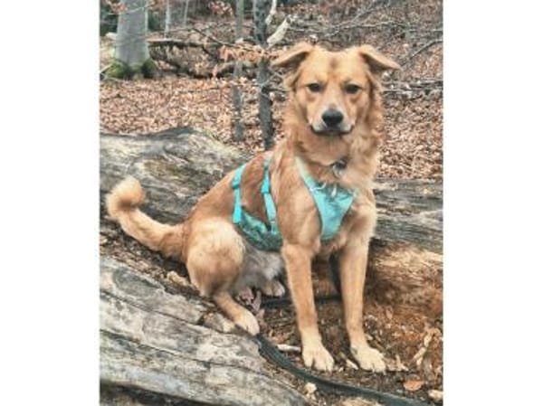 Tayari - wartet in 53332 Bornheim