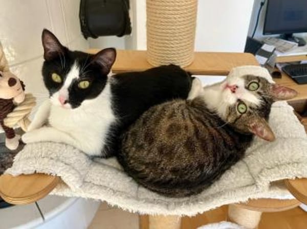 Hugo & Nube - schmusige Stubentiger