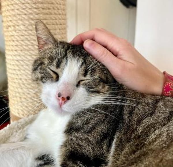 Hugo & Nube - schmusige Stubentiger