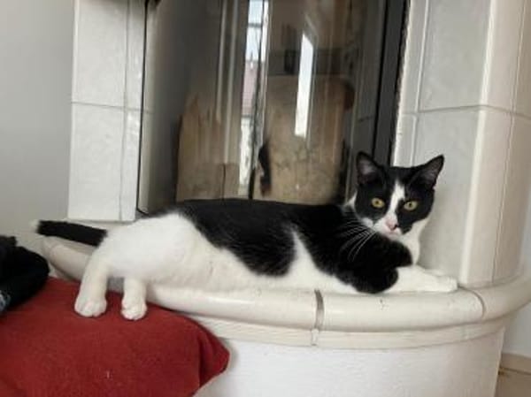 Hugo & Nube - schmusige Stubentiger