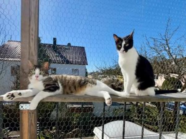 Hugo & Nube - schmusige Stubentiger