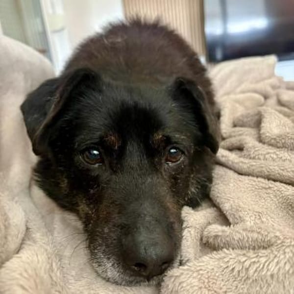 Unkomplizierter Keks ist ein Goldschatz