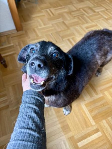 Unkomplizierter Keks ist ein Goldschatz