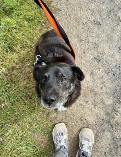 Unkomplizierter Keks ist ein Goldschatz