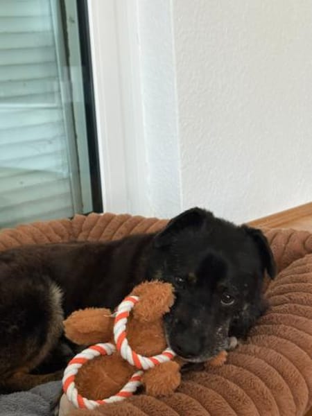 Unkomplizierter Keks ist ein Goldschatz