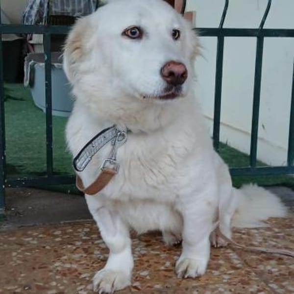 Tamy - eine tapfere Überlebenskünstlerin