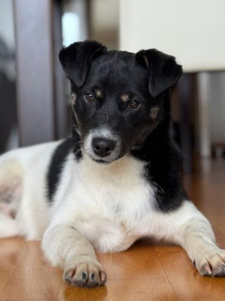 Ari, aufgeschlossener Sonnenschein, 6M