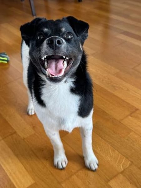 Ari, aufgeschlossener Sonnenschein, 6M