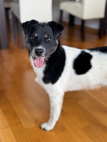 Ari, aufgeschlossener Sonnenschein, 6M