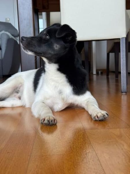 Ari, aufgeschlossener Sonnenschein, 6M