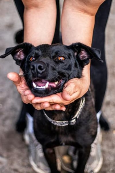 Mr. Néró, schwarzer Schönling, ca. 5 Jah