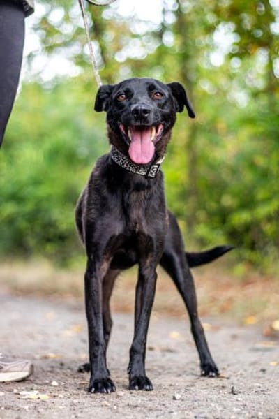 Mr. Néró, schwarzer Schönling, ca. 5 Jah