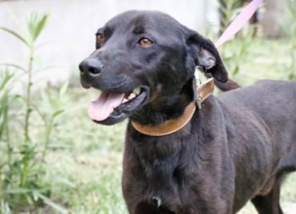 Mr. Néró, schwarzer Schönling, ca. 5 Jah