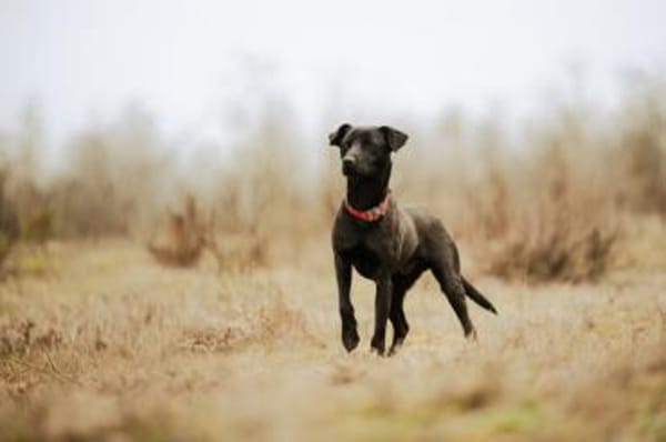 Mr. Néró, schwarzer Schönling, ca. 5 Jah