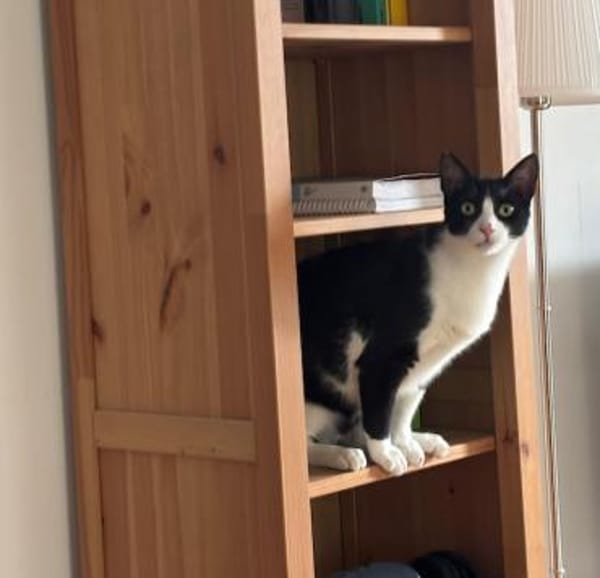 Flori, verschmuster Herzenskater, ca.1J