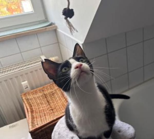 Flori, verschmuster Herzenskater, ca.1J