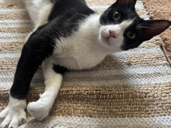 Flori, verschmuster Herzenskater, ca.1J