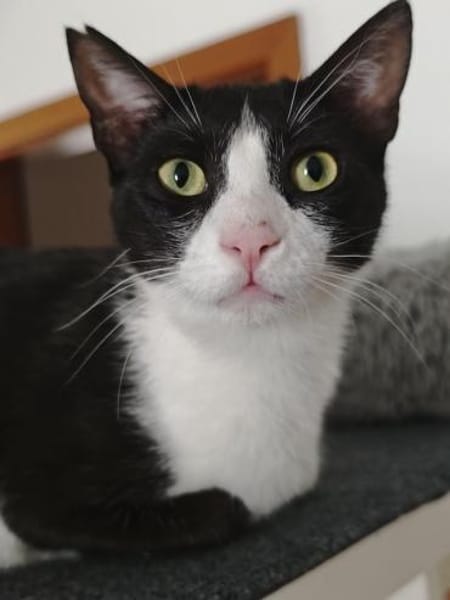 Flori, verschmuster Herzenskater, ca.1J