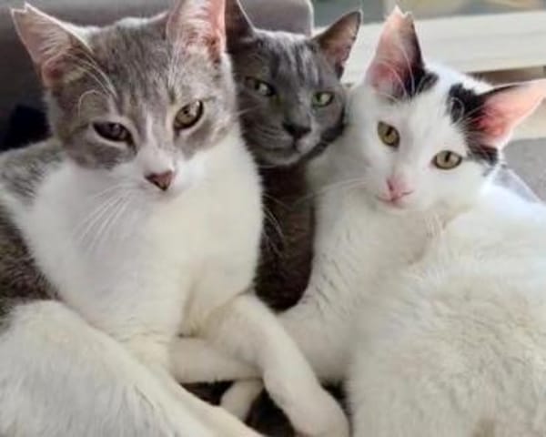 Alby, soziales Entdeckerherz, ca. 8 Mon.