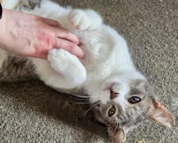 Alby, soziales Entdeckerherz, ca. 8 Mon.