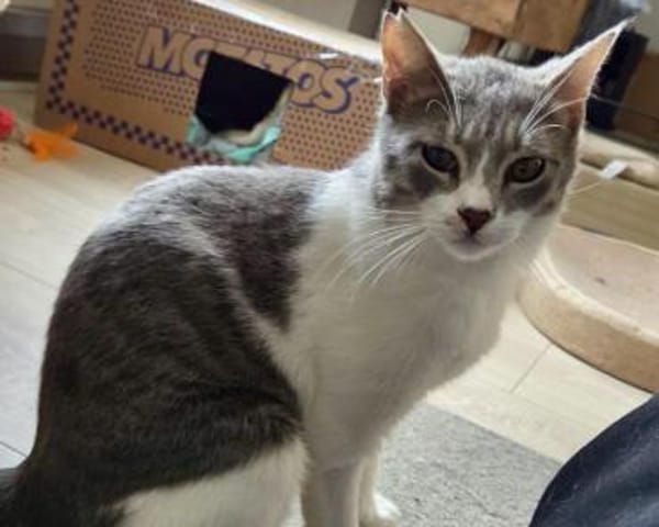 Alby, soziales Entdeckerherz, ca. 8 Mon.