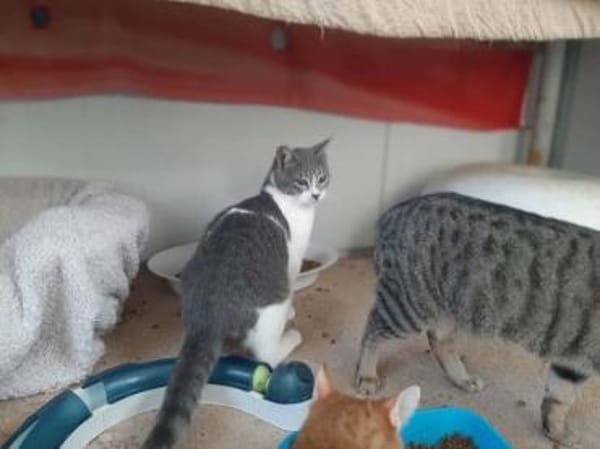 Alby, soziales Entdeckerherz, ca. 8 Mon.