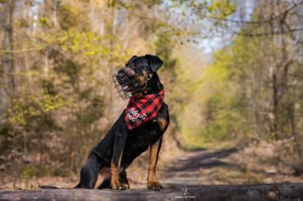 Foxy-Charakterhund sucht klare Führung