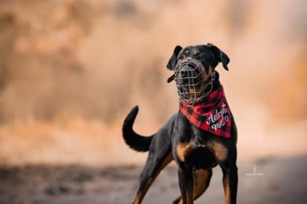 Foxy-Charakterhund sucht klare Führung