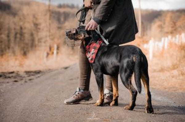 Foxy-Charakterhund sucht klare Führung