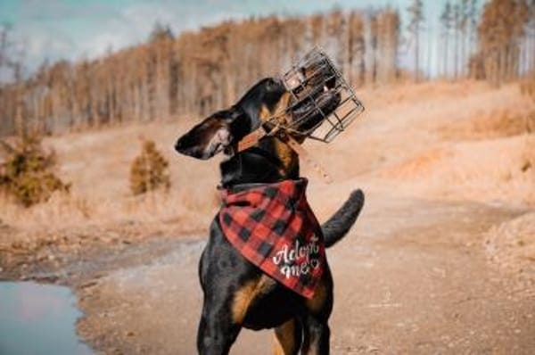 Foxy-Charakterhund sucht klare Führung