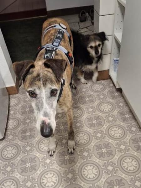 Jupiter - Traumgalgo sucht Traumzuhause