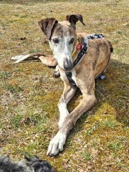 Jupiter - Traumgalgo sucht Traumzuhause