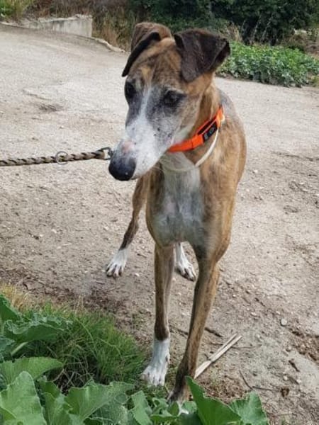 Jupiter - Traumgalgo sucht Traumzuhause