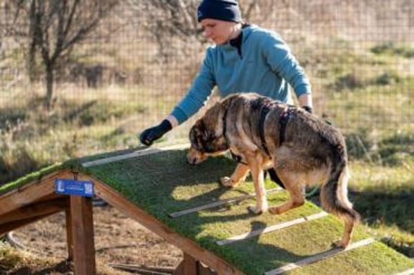 Flame - Zuckerschnute sucht Singleplatz