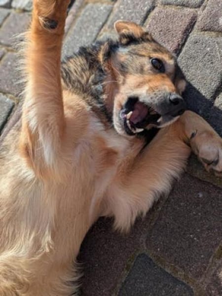 Flame - Zuckerschnute sucht Singleplatz