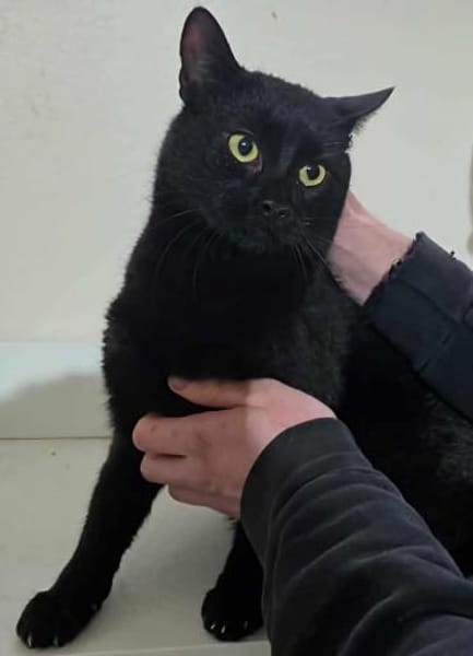 Kater NEO 3 J. sucht Familie