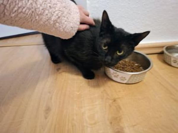 Kater NEO 3 J. sucht Familie