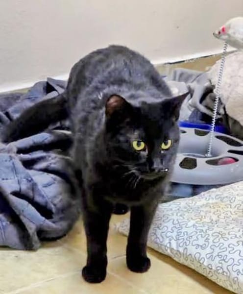 Kater NEO 3 J. sucht Familie