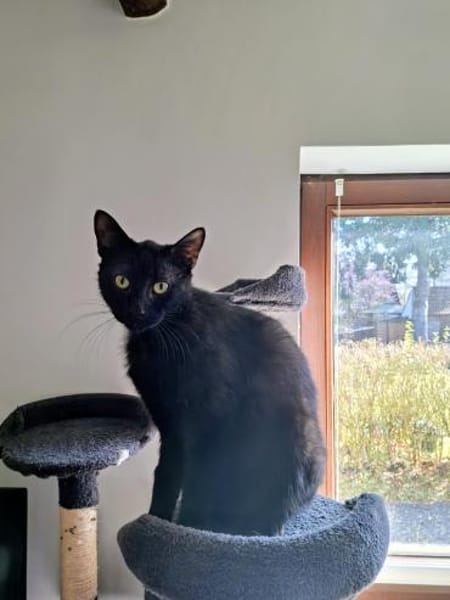 Kater NEO 3 J. sucht Familie