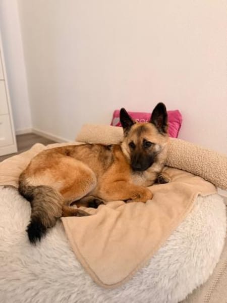 Gibst du Rose ein Zuhause?